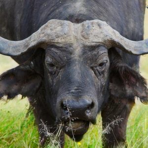 Kenya Clásica, Serena Lodges - Tour privado