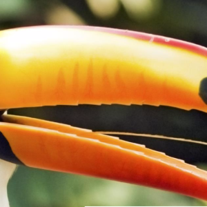 11a648ce-da3c-480d-9afe-3d185654b720.png Costa Rica Esencial - Paquete con Guanacaste, Conducción por cuenta propia