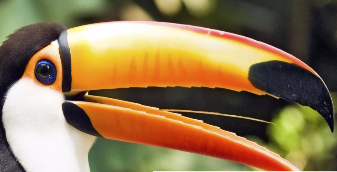 Costa Rica Esencial con la extensión al Parque Nacional Manuel Antonio, Playa Manuel Antonio y San José