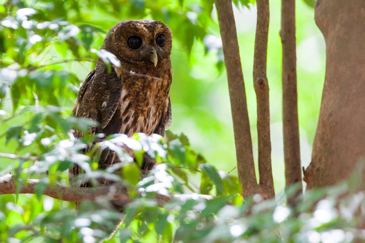 Cascadas Místicas Y Bosque De Costa Rica - Imagen 6