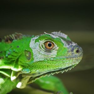 Expedición a la selva de Tortuguero, Escapada Breve (Bajo Petición)