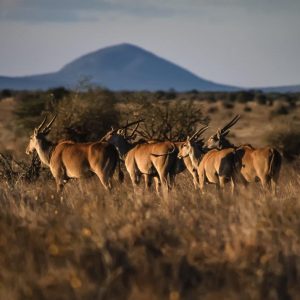 Safari a las colinas de Shimba, Ngutuni y Salt Lick, escapada corta (a petición)