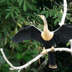 Selva y Descubrimientos Culinarios