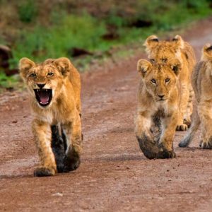 Ruta por el Valle del Rift - Sentrim Lodges