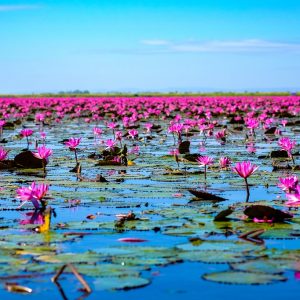 El norte de Isaan y el Mekong, Tour en Grupo Pequeño