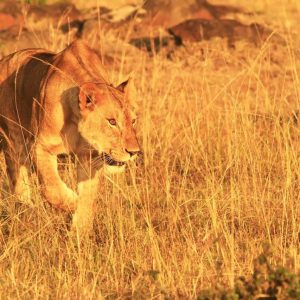 Ruta por el Valle del Rift, Sopa Lodges