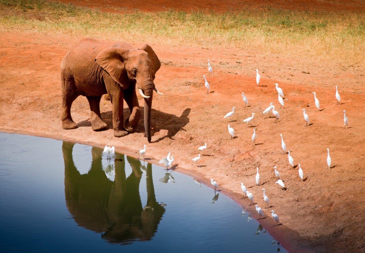 Tour privado del Kilimanjaro a Mombasa