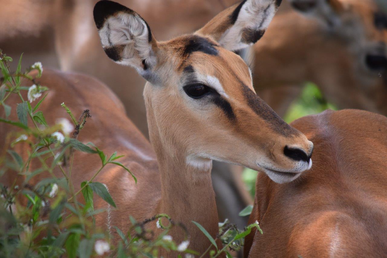 Tour privado del Kilimanjaro a Mombasa - Imagen 8