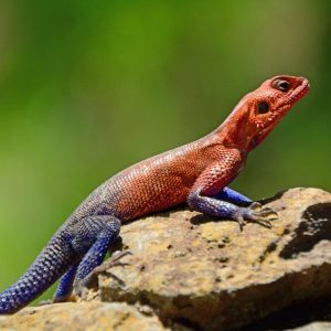 Por el valle del Rift, Sentrim Lodges: recorrido privado