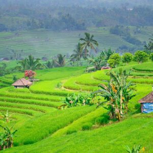 Lo más destacado de Bali y Gili, tour privado