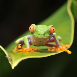 Rincón de la Vieja, Escapada (Bajo Petición)