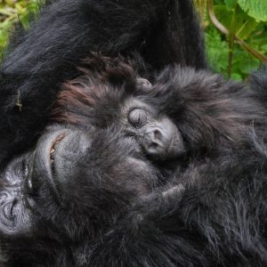 Gorilas en la niebla, 4 días - Bisate Lodge (Sujeto a disponibilidad)