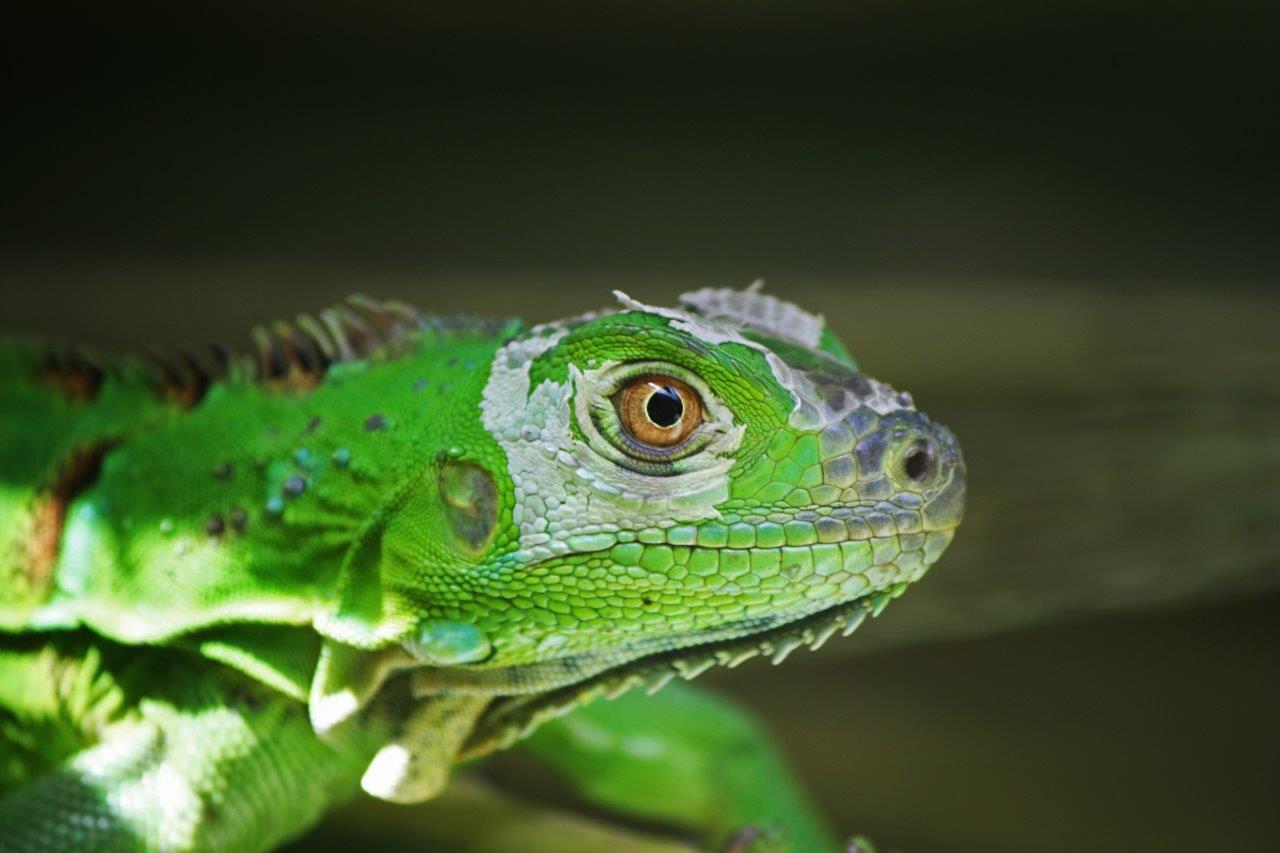 Costa Rica Increíble - Imagen 2