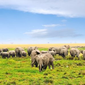 Kenya Clásica, Sentrim Lodges - Tour privado