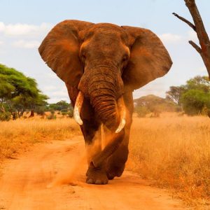 Simba Safari, Serena Lodges: recorrido privado