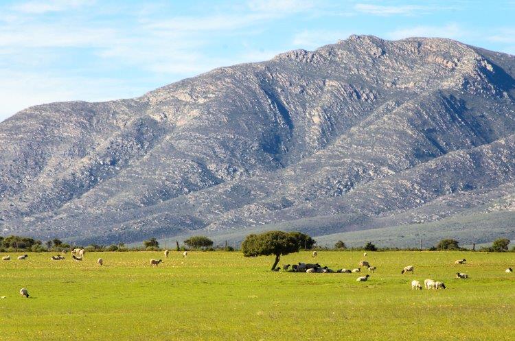 Ciudad del Cabo, Garden Route y Cabo Oriental - Imagen 7