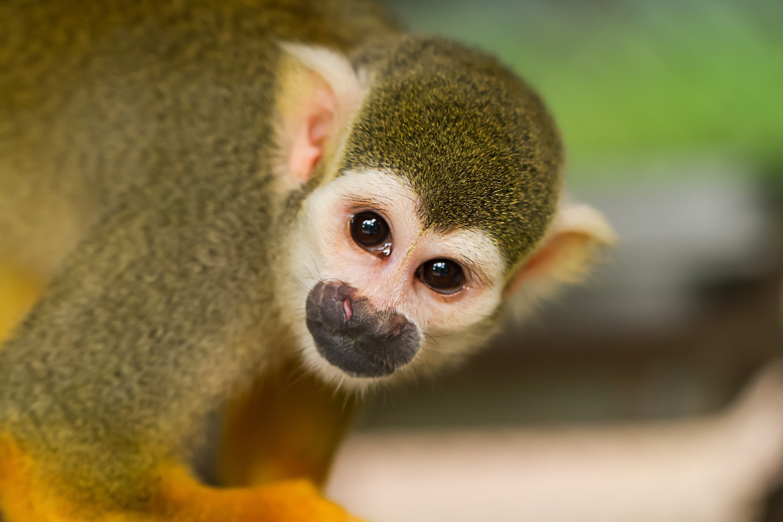 Costa Rica Exótica - Imagen 3