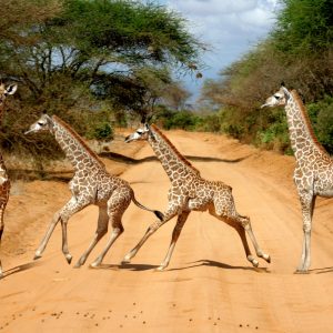 Safari a las colinas de Taita, escapada corta (a petición)