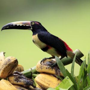 Costa Rica Tropical, 7 días