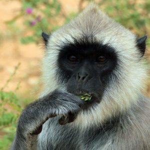 La cima de Sri Lanka