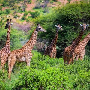 Safari to the Shimba Hills, Short Break (On Request)