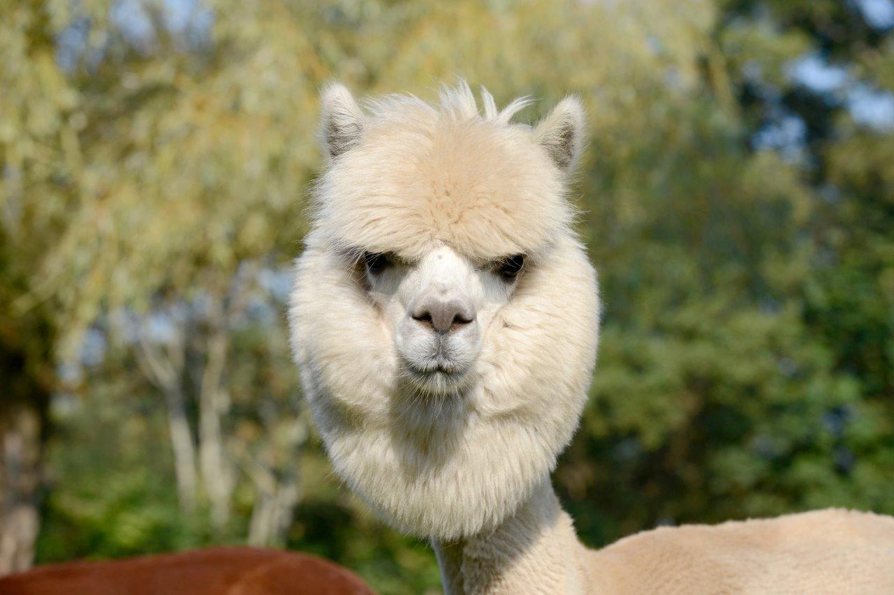 Magia Inca, Tour Privado - Imagen 4