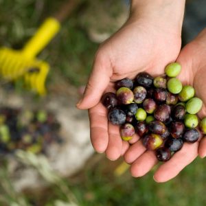 Explore Istria y Dalmacia en 8 días, Conducción por cuenta propia