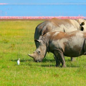 Lo más destacado de Kenia, Tour Privado