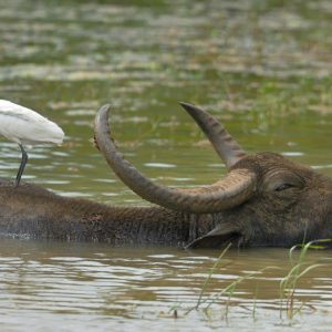 La fascinante diversidad del Sur