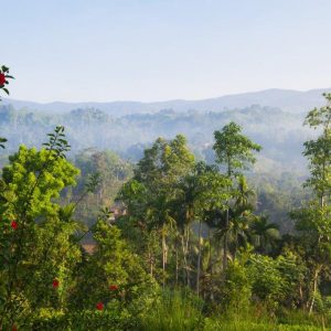 Leopardos y Aves Endémicas de Sri Lanka