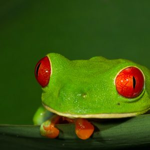 Experiencia Corcovado Clásica, Escapada Corta