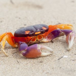 Tesoros de Costa Rica, Conducción por cuenta propia