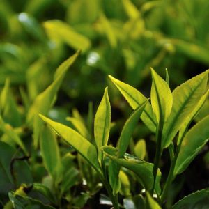 Una mirada a la Cultura