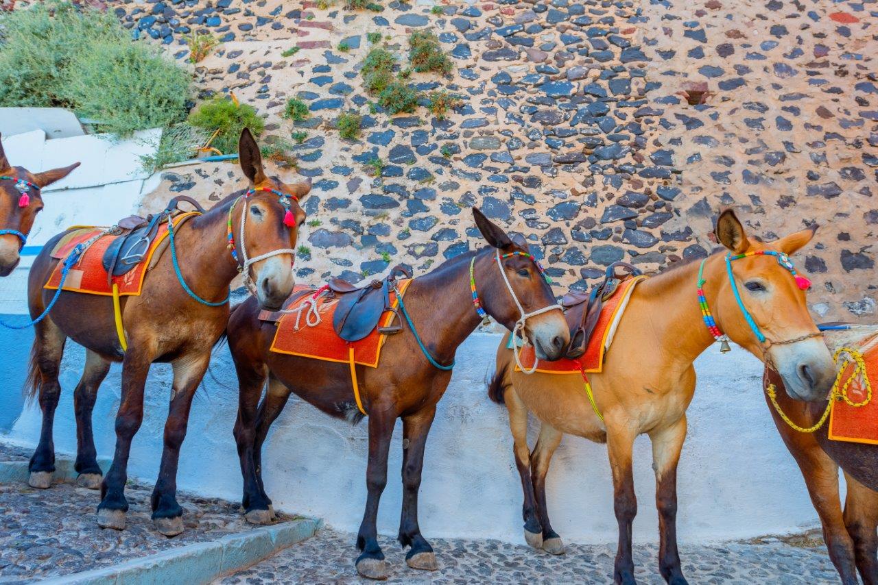 De Isla en Isla: Delicias de las Islas Griegas: Mykonos, Paros, Santorini - Imagen 9