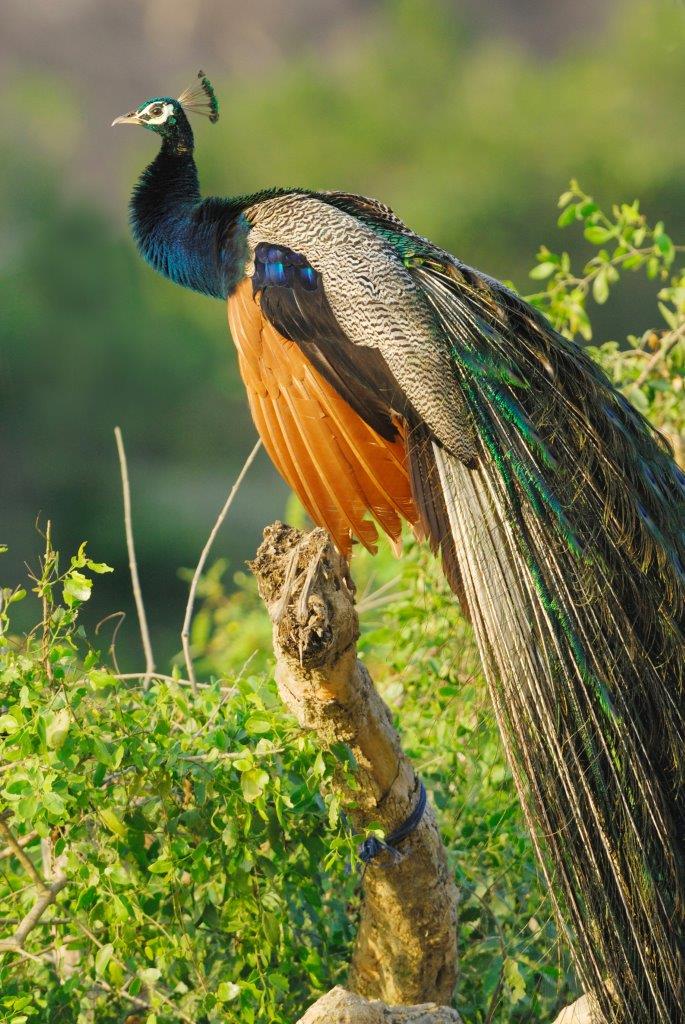 Conecta con lo Salvaje, Tour Privado - Imagen 6