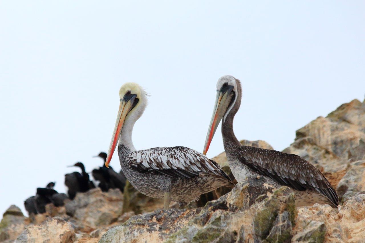 Trilogía Andina - Imagen 6