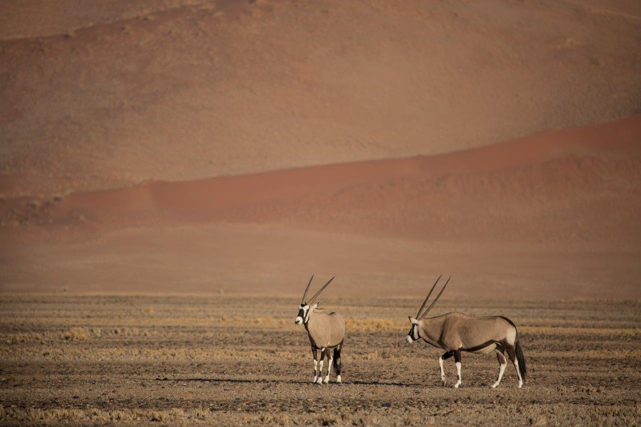 Beautiful Contrasts of Southern Namibia, Private Tour (On Request) - Imagen 9