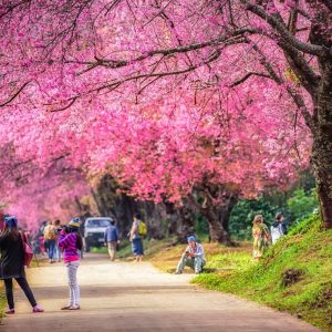 Paquete urbano a chiang Mai