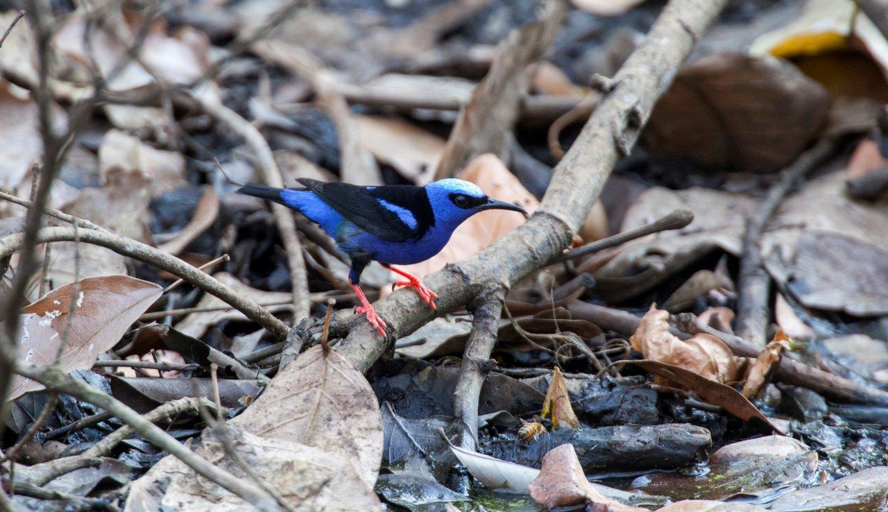Cascadas Místicas Y Bosque De Costa Rica - Imagen 3