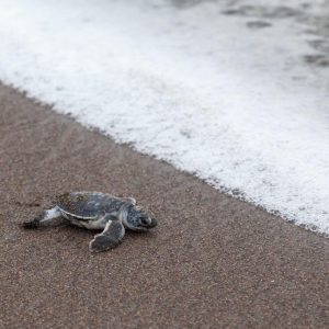 ccd89e1c-94ed-40fe-93c7-4f2cb8bb6c27.jpeg Costa Rica Increíble