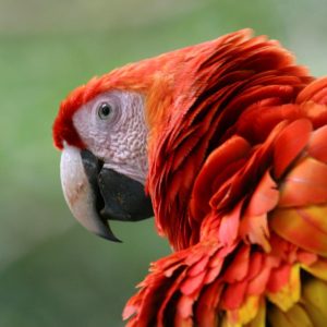 Aventura Romántica en Costa Rica, Conducción por cuenta propia (Bajo Petición)