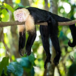 Selvas salvajes y montañas secretas de Costa Rica (Bajo Petición)