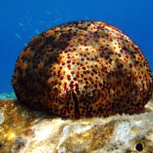 La magia de las Maldivas, Tour Privado