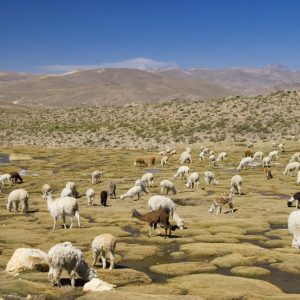 Huaraz, el corazón de las montañas - Tour semiprivado