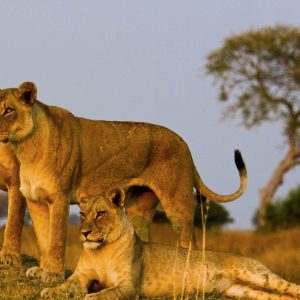 Simba Safari, Wellworth Lodges: recorrido privado
