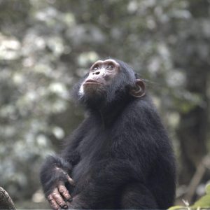 Gorillas Through the Mist - Gorilla Mountain View Lodge (a petición)