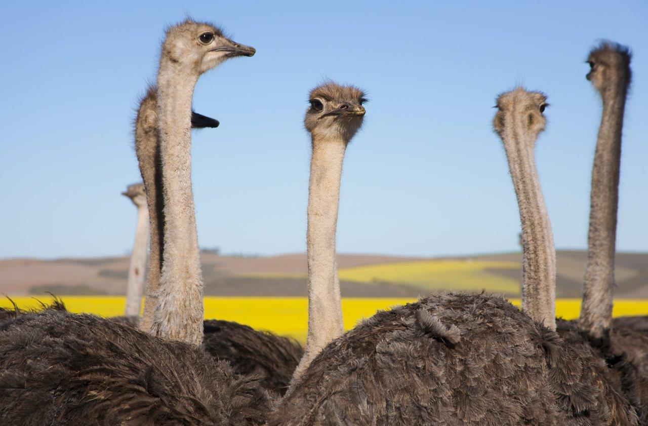 Ciudad del Cabo, Garden Route y Cabo Oriental - Imagen 6