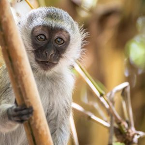 Safari panorámico por Kenia
