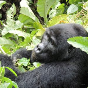 Gorillas a través de la niebla - Amakoro Songa Lodge (a petición)