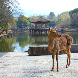 Gran Japon 9 dias (Tokyo- Tokyo)